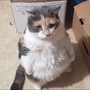 Meet your Posher, Dan